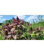 Amaranth 'Red Garnet' Seeds (Certified Organic)