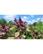 Amaranth 'Red Garnet' Seeds (Certified Organic)