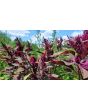 Amaranth 'Red Garnet' Seeds (Certified Organic)