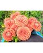 Dahlia 'Cornel Bronze' Tubers - Shipping 2025 Spring - Harvested on our Farm - USDA Certified Organic