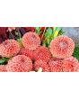 Dahlia 'Cornel Bronze' Tubers - Shipping 2025 Spring - Harvested on our Farm - USDA Certified Organic