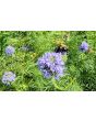 Gilia Globe Seeds (Certified Organic)