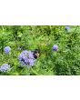 Gilia Globe Seeds (Certified Organic)