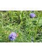 Gilia Globe Seeds (Certified Organic)