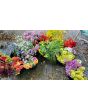 Globe Thistle Seeds (Certified Organic)