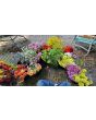 Globe Thistle Seeds (Certified Organic)