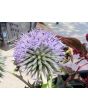 Globe Thistle Seeds (Certified Organic)