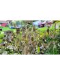 Money Plant AKA Silver Dollar 'Alba' Seeds (Certified Organic)