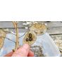 Money Plant AKA Silver Dollar 'Alba' Seeds (Certified Organic)