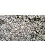 Money Plant AKA Silver Dollar 'Alba' Seeds (Certified Organic)