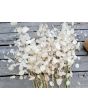 Money Plant AKA Silver Dollar 'Alba' Seeds (Certified Organic)