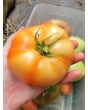 Tomato 'Cosmonaut Volkov' Seeds (Certified Organic)