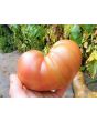 Tomato 'German Black' Seeds (Certified Organic)