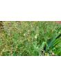 Blue Flax Seeds (Certified Organic)