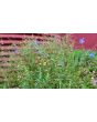 Blue Flax Seeds (Certified Organic)