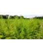 Sweet Annie Artemisia Seeds (Certified Organic)