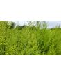 Sweet Annie Artemisia Seeds (Certified Organic)