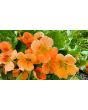 Nasturtium 'Alaska Mix' Seeds (Certified Organic)