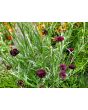 Bachelor's Button 'Black Magic' Seeds (Certified Organic)