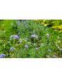 Gilia Globe Seeds (Certified Organic)