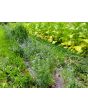 Gilia Globe Seeds (Certified Organic)