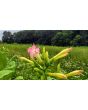 Tobacco 'Virginia' Seeds (Certified Organic)