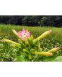Tobacco 'Virginia' Seeds (Certified Organic)
