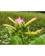 Tobacco 'Virginia' Seeds (Certified Organic)
