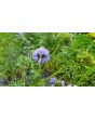 Gilia Globe Seeds (Certified Organic)