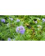 Gilia Globe Seeds (Certified Organic)