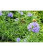 Gilia Globe Seeds (Certified Organic)