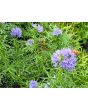 Gilia Globe Seeds (Certified Organic)