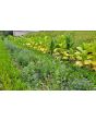 Gilia Globe Seeds (Certified Organic)