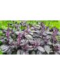 Basil 'Crimson King' 