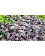 Basil 'Crimson King' 