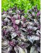 Basil 'Crimson King' 