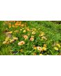 Calendula 'Red Splash Mix' Seeds (Certified Organic)