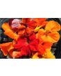 Nasturtium 'Alaska Mix' Seeds (Certified Organic)