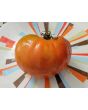 Tomato 'Sunset's Red Horizon' Seeds (Certified Organic)