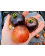 Tomato 'Queen of The Night' Seeds (Certified Organic)