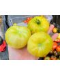 Tomato 'Mandarina Yellow' Seeds (Certified Organic)