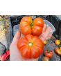 Tomato 'Mandarina Red' Seeds (Certified Organic)