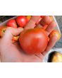 Tomato 'Raspberry Lyanna' Seeds (Certified Organic)