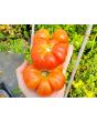 Tomato 'Mandarina Red' Seeds (Certified Organic)