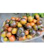 Tomato 'Indigo Blue Chocolate' Seeds (Certified Organic)
