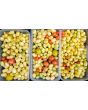 Tomato 'Open School Yellow' Seeds (Certified Organic)