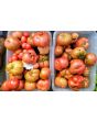 Tomato 'Purple Passion' Seeds (Certified Organic)