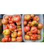 Tomato 'Purple Passion' Seeds (Certified Organic)