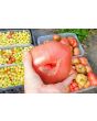 Tomato 'German Black' Seeds (Certified Organic)