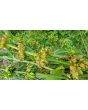 Curly Dock AKA Yellow Dock Seeds (Certified Organic)